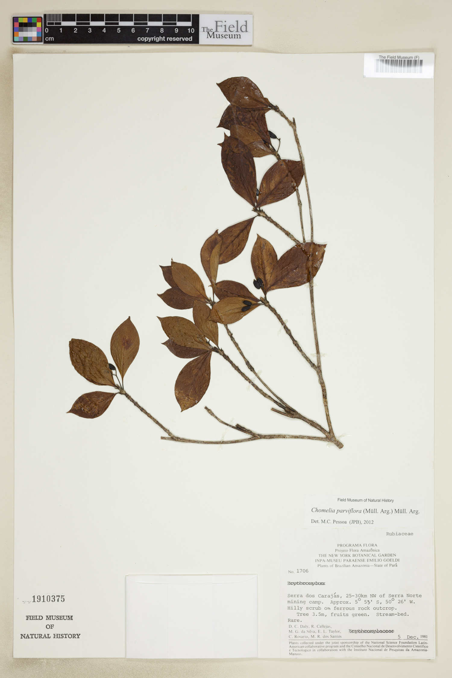 Chomelia parviflora image
