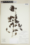 Chomelia pubescens image