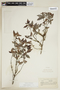 Chomelia pubescens image