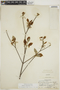 Chomelia ribesioides image