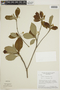 Chomelia ribesioides image