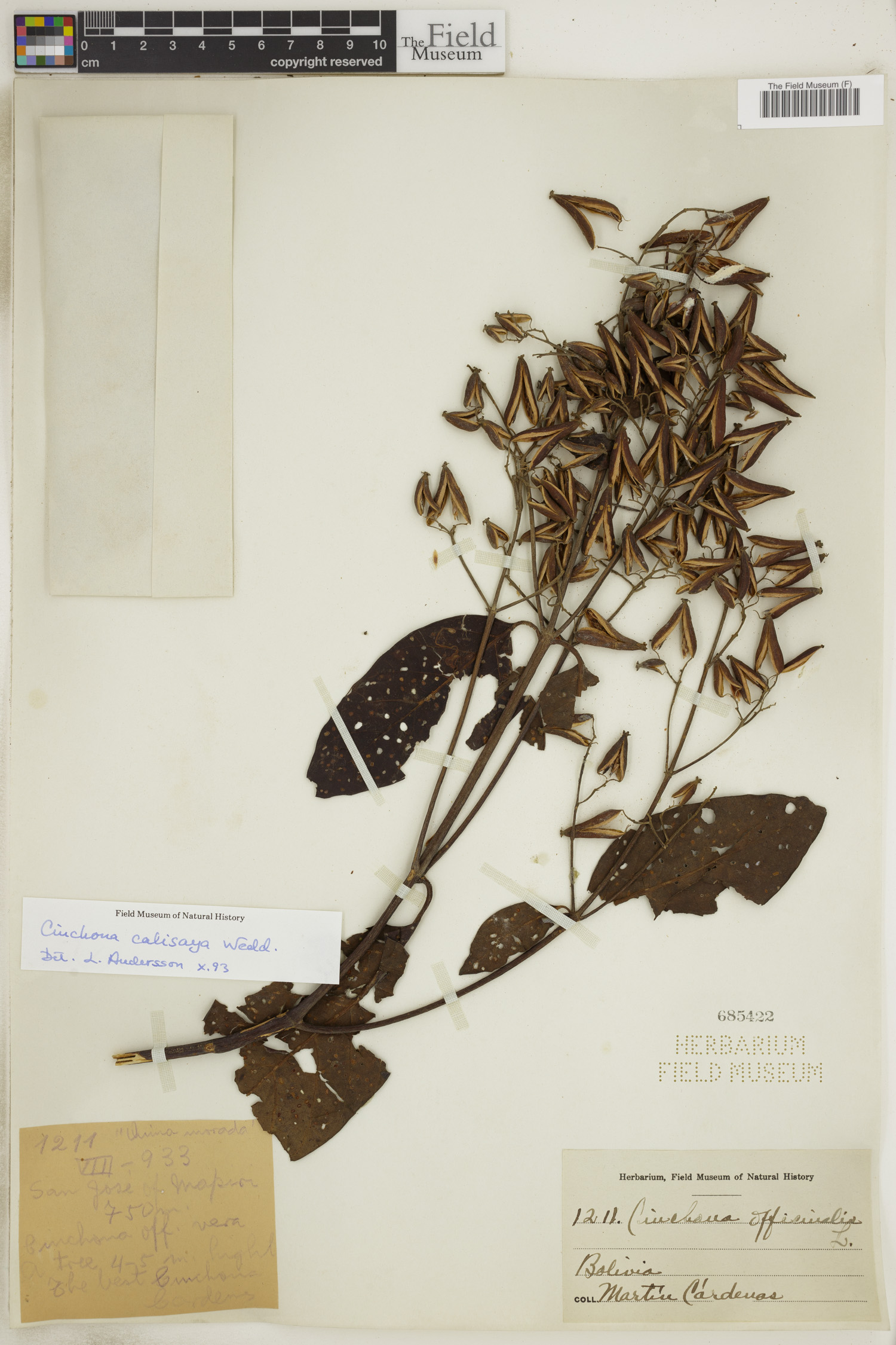 Cinchona calisaya image