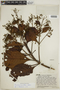 Cinchona lancifolia image