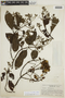 Cinchona lancifolia image