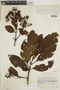 Cinchona lucumifolia image