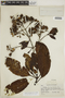 Cinchona lucumifolia image