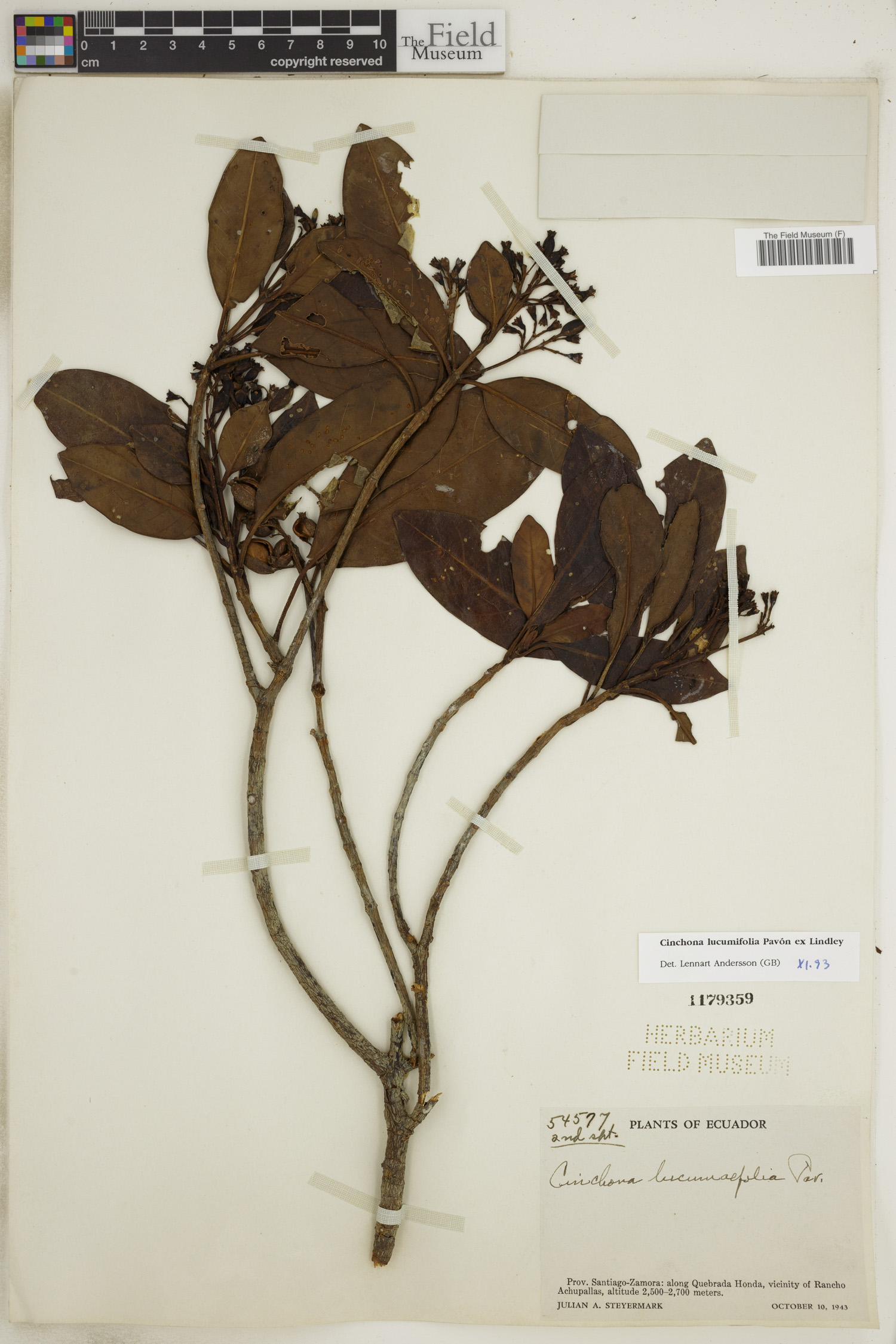 Cinchona lucumifolia image