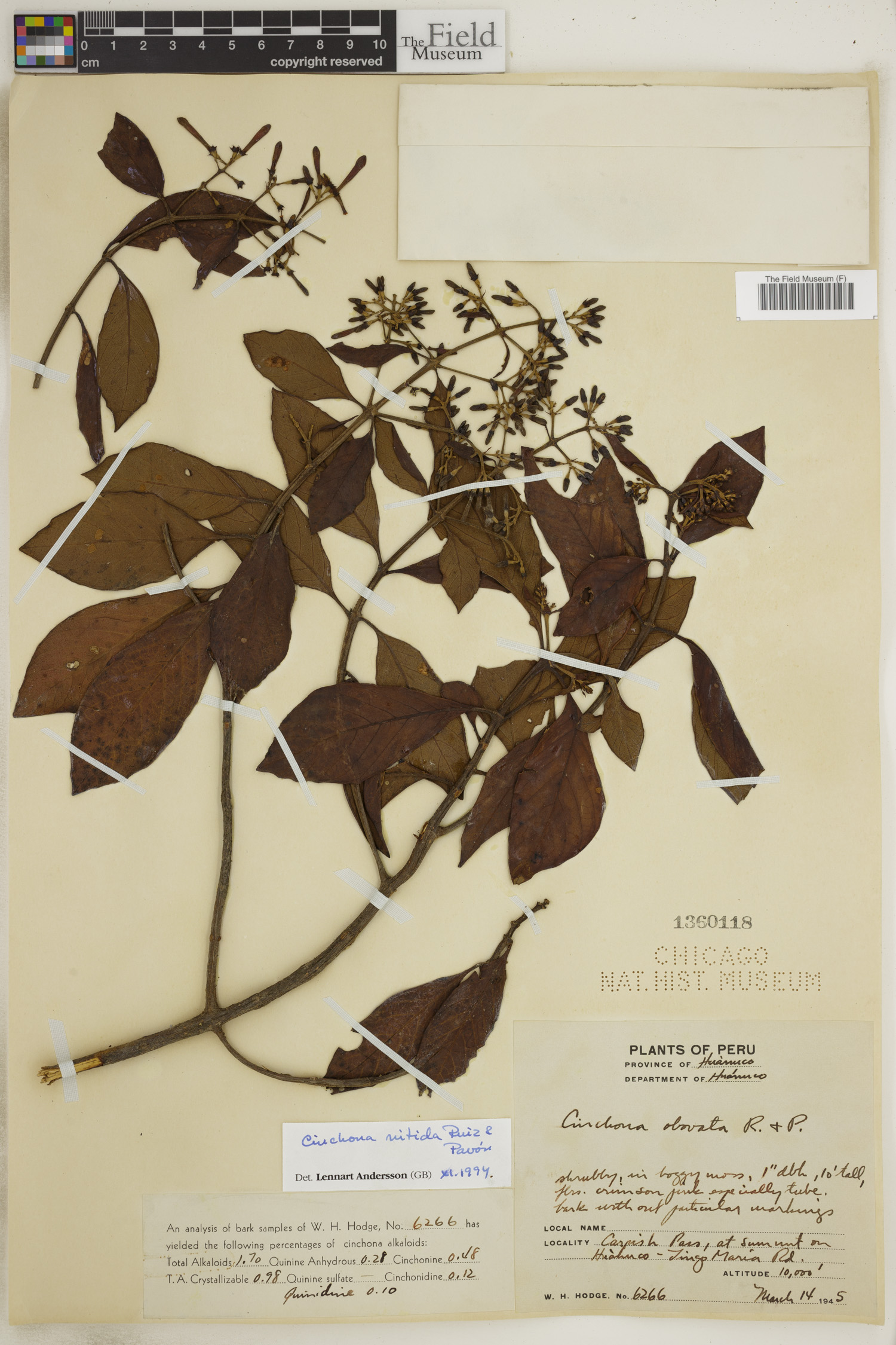 Cinchona nitida image