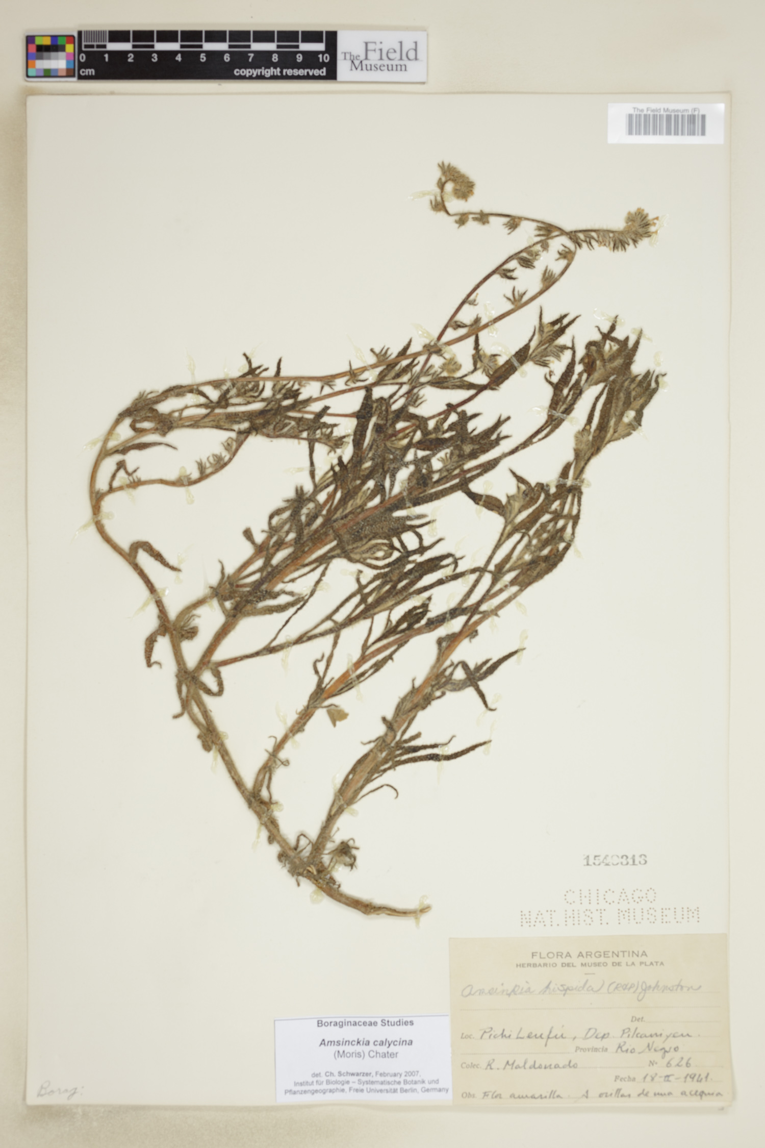 Amsinckia calycina image