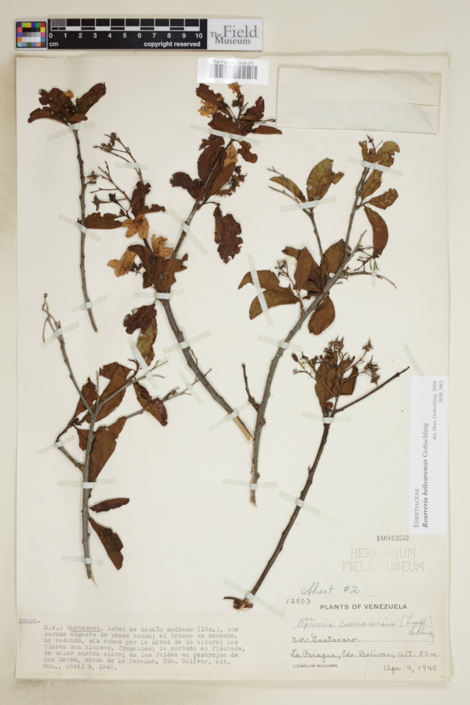 Bourreria bolivarensis image