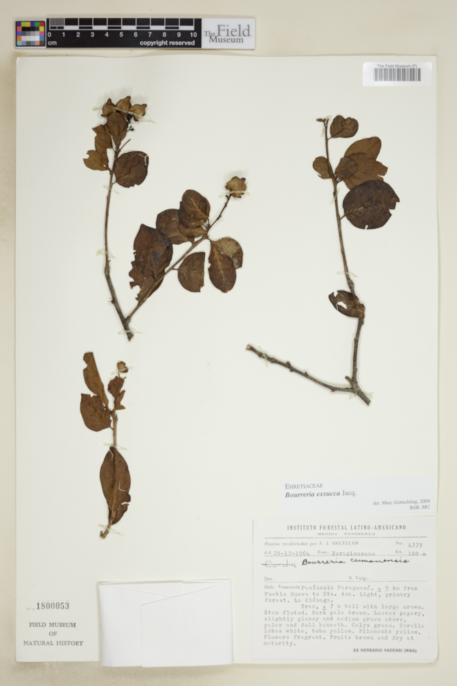 Bourreria cumanensis image