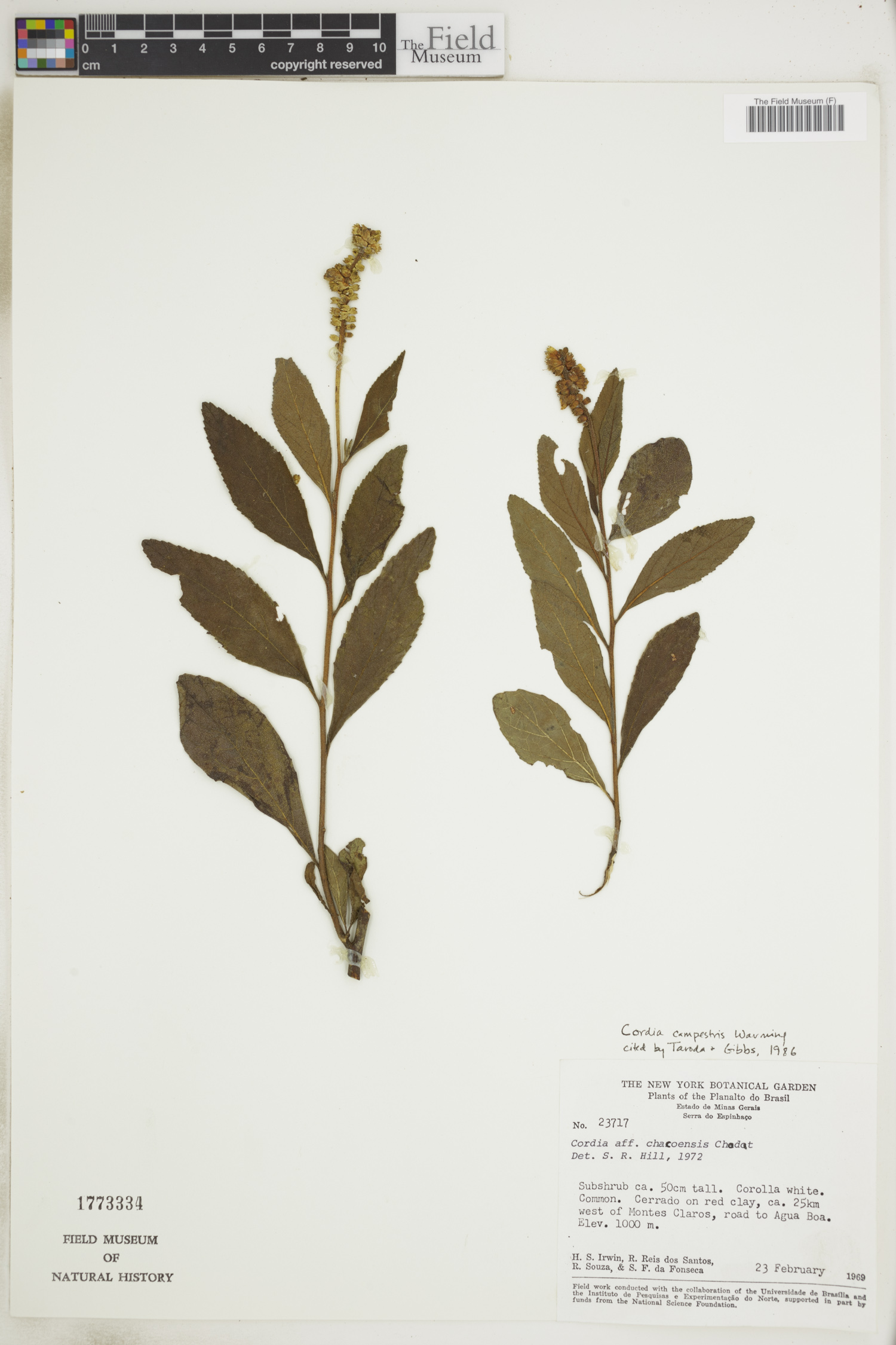 Cordia campestris image