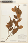Erythroxylum macrophyllum var. savannarum image