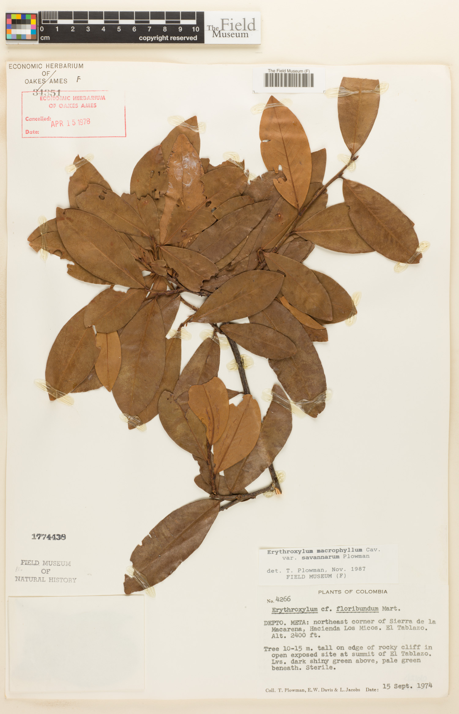 Erythroxylum macrophyllum var. savannarum image
