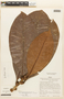 Erythroxylum macrophyllum var. macrocnemium image
