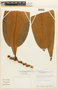 Erythroxylum macrophyllum var. macrocnemium image