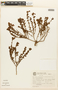 Erythroxylum microphyllum image
