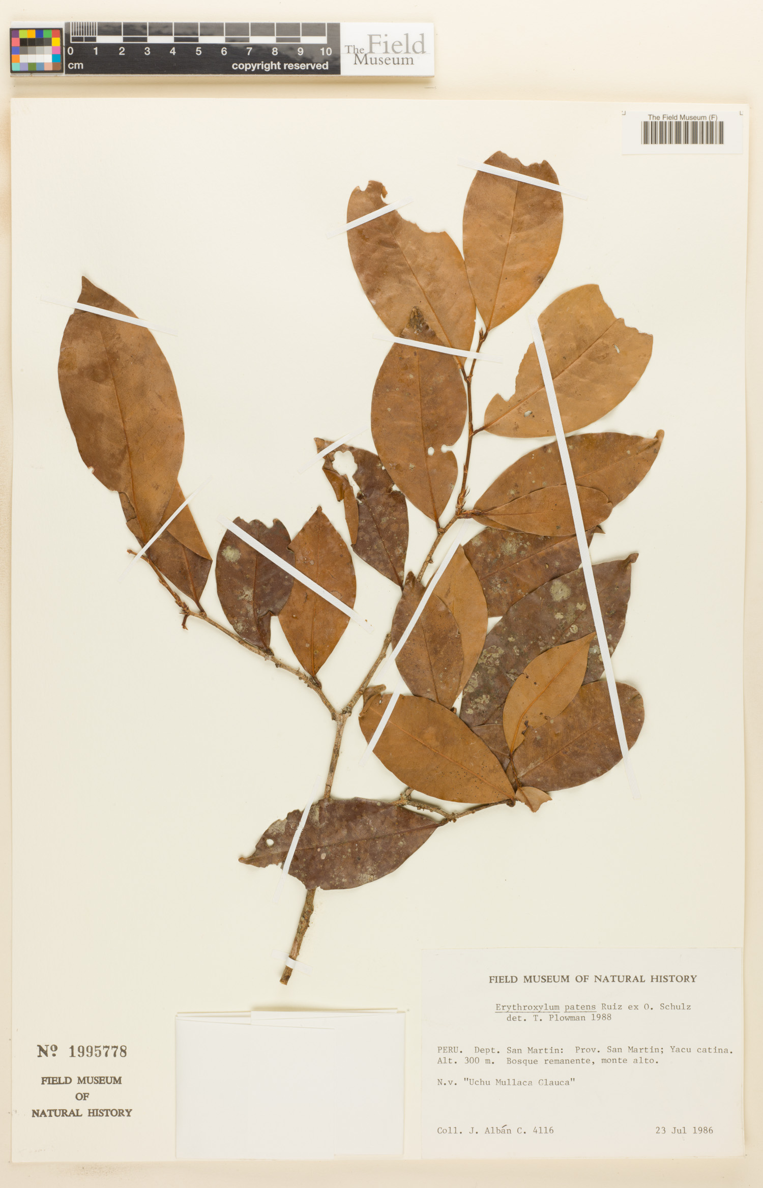 Erythroxylum patens image