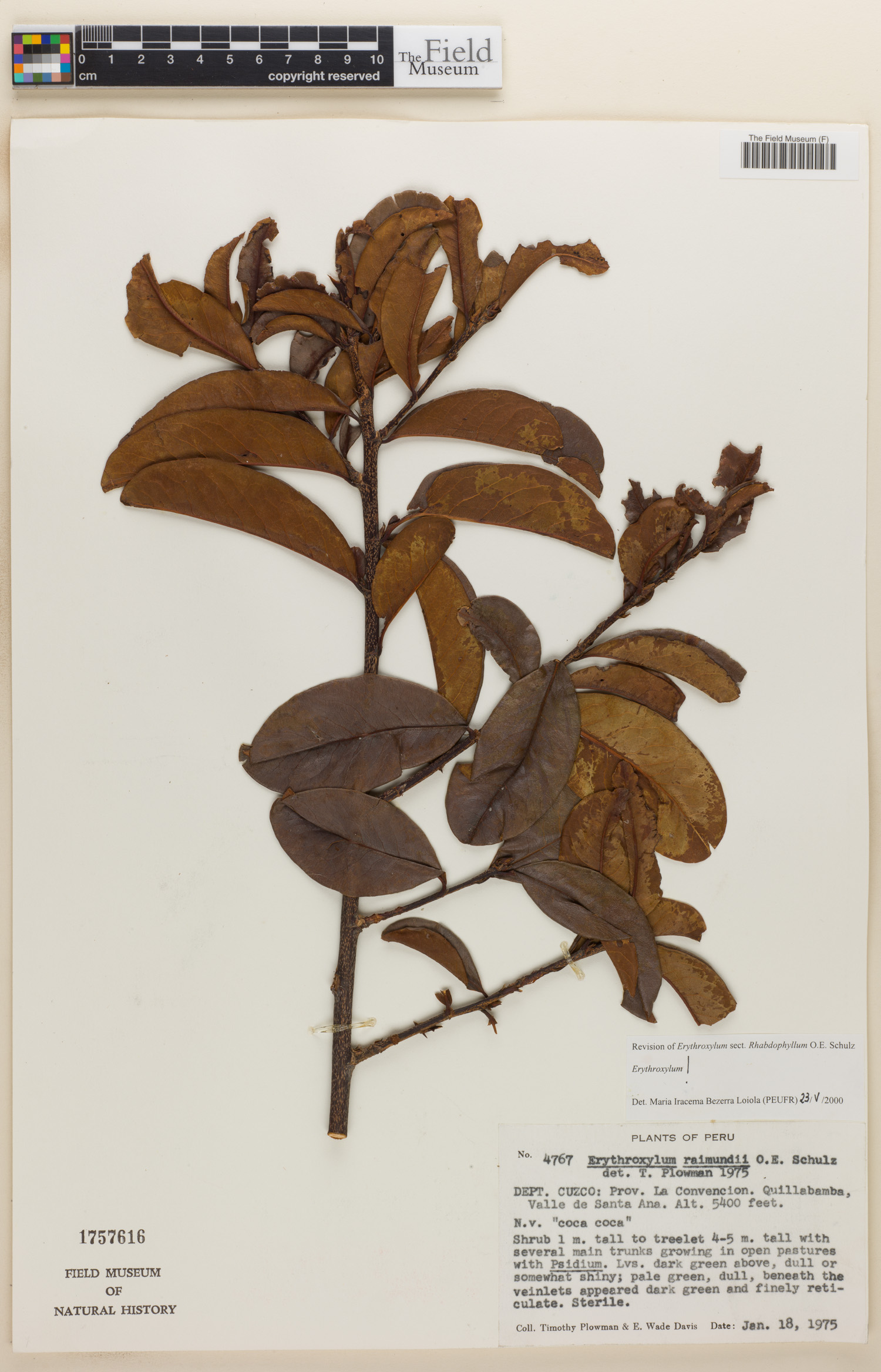 Erythroxylum raimondii image