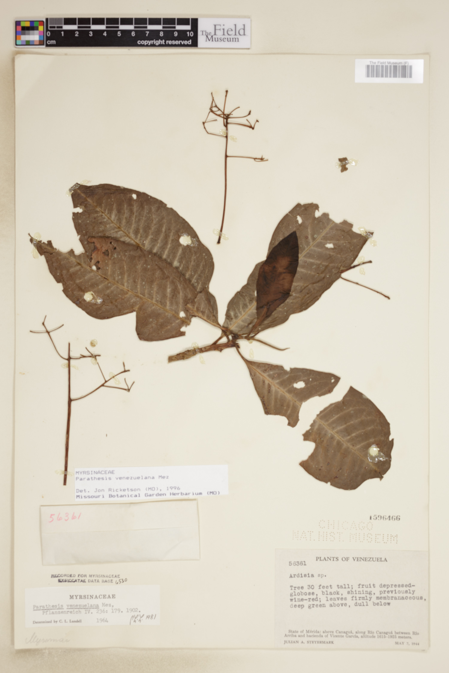 Parathesis venezuelana image