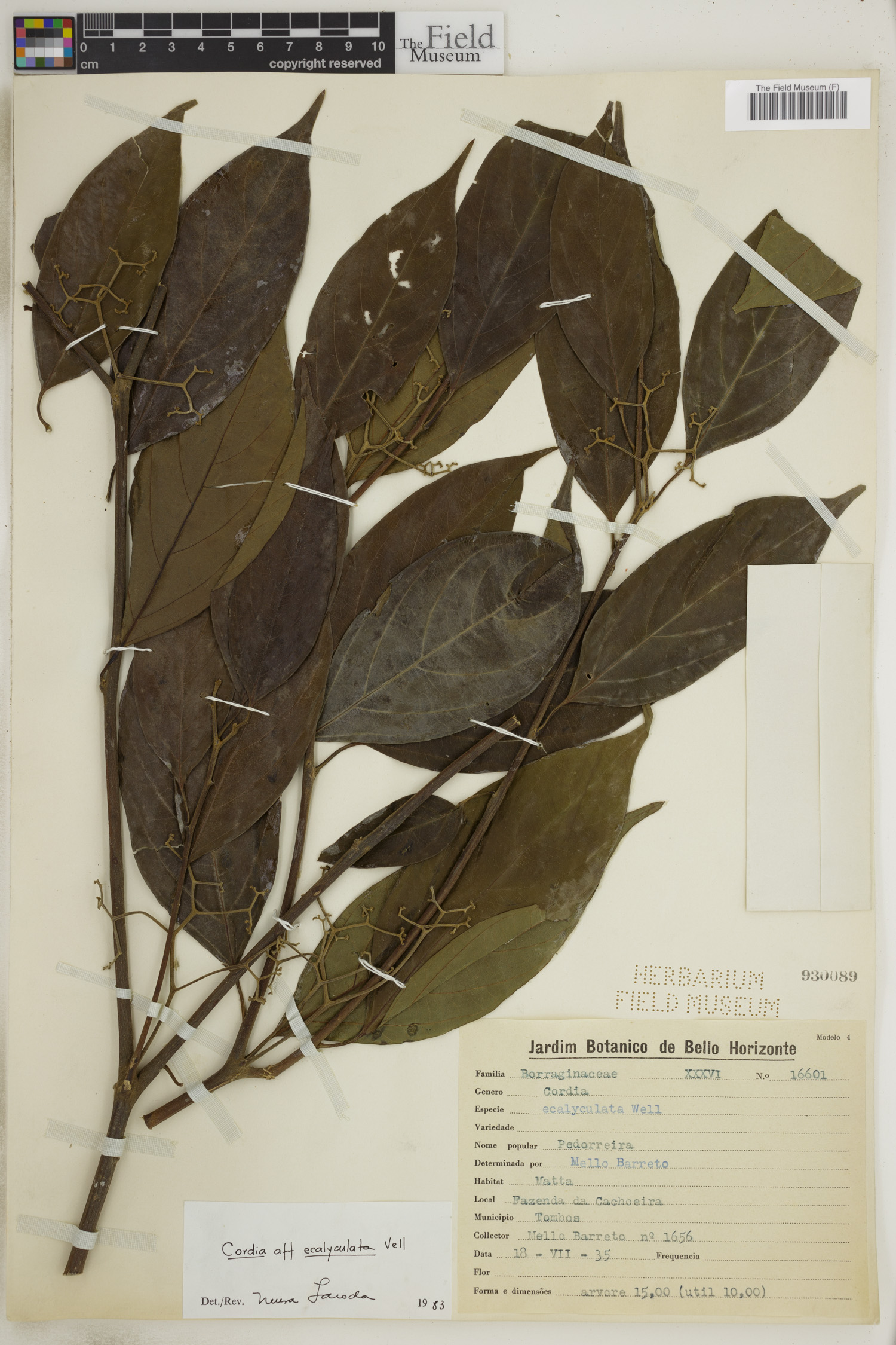 Cordia ecalyculata image