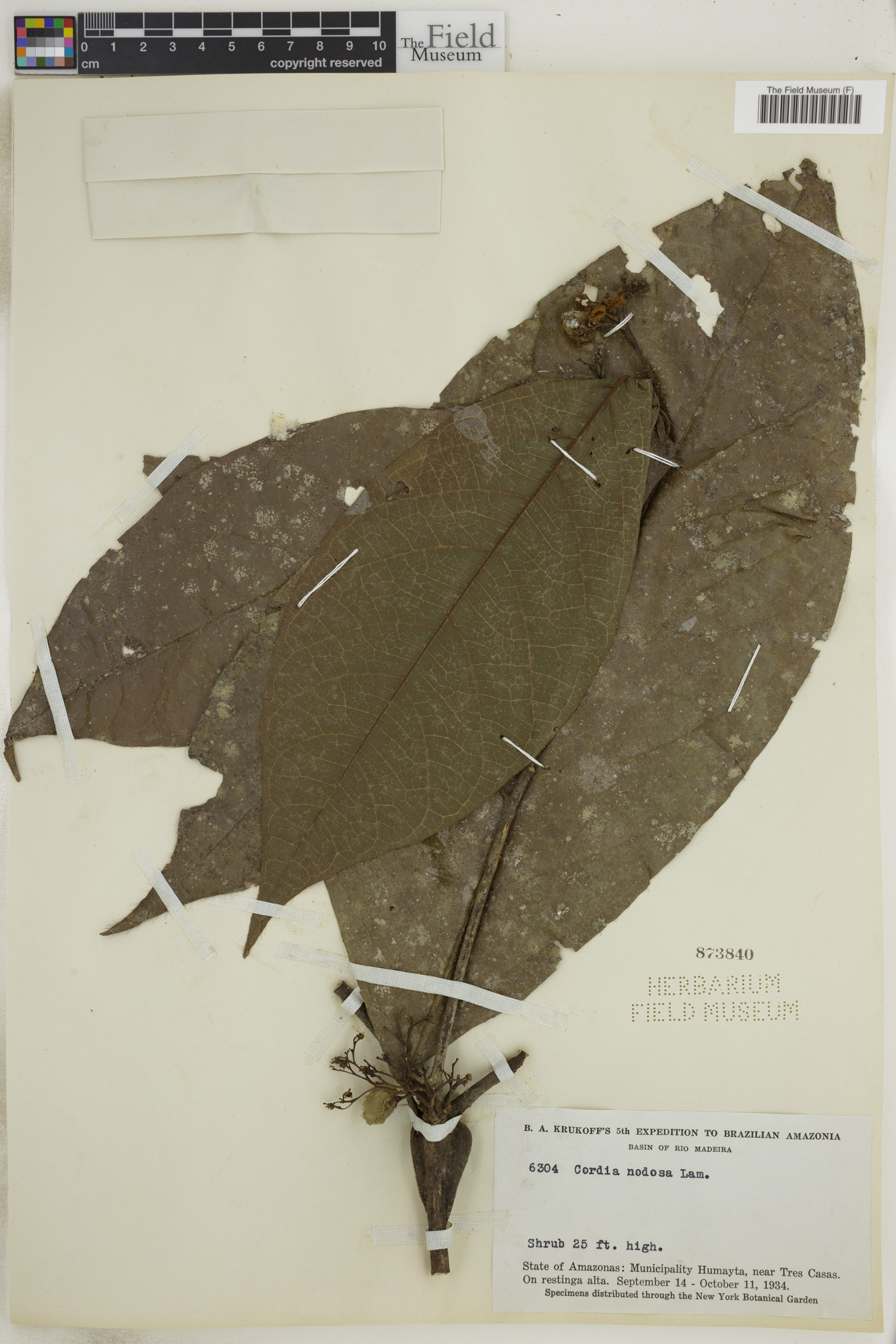 Cordia nodosa image