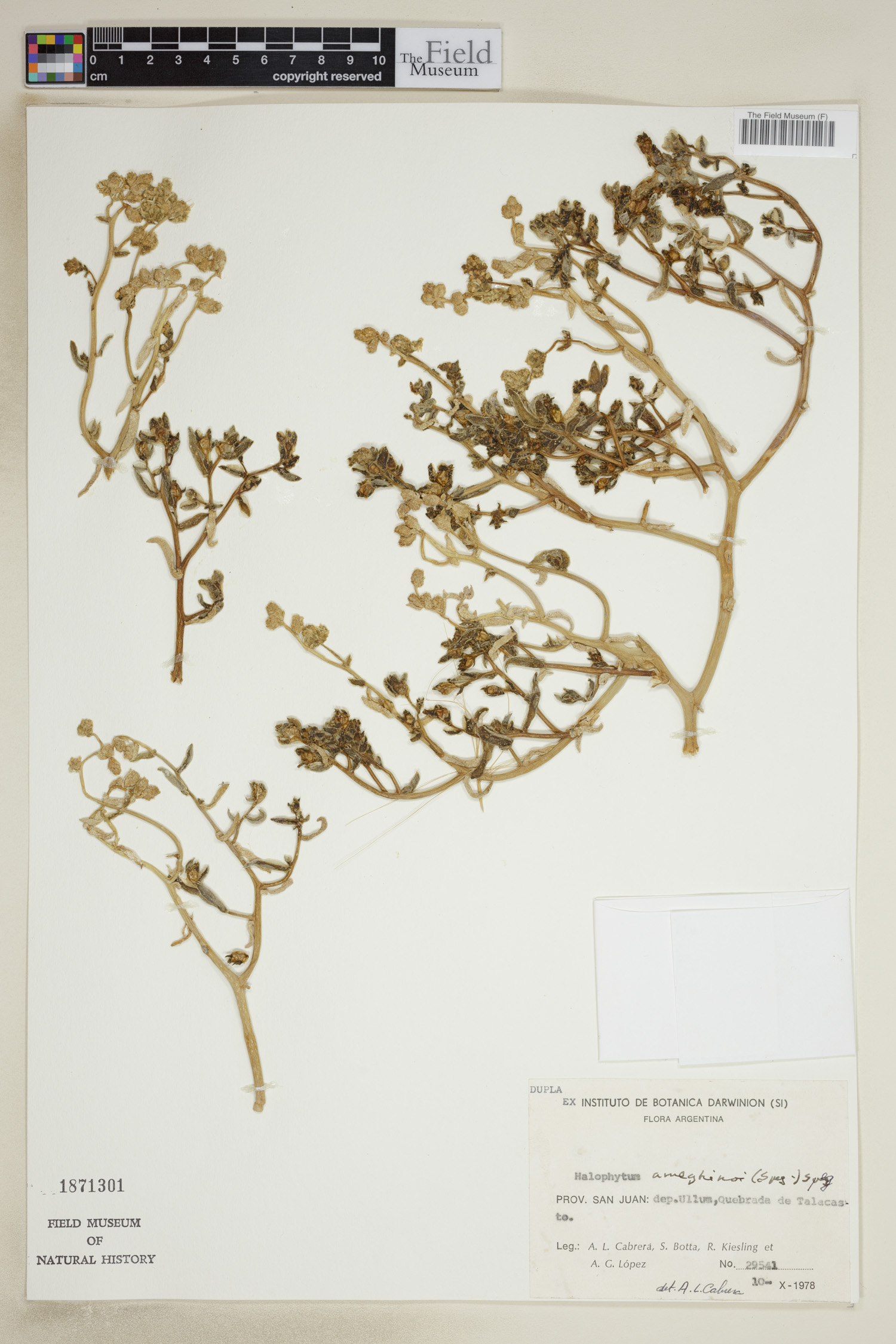 Halophytum ameghinoi image
