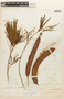 Piptadenia macradenia image