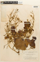 Piptadenia minutiflora image