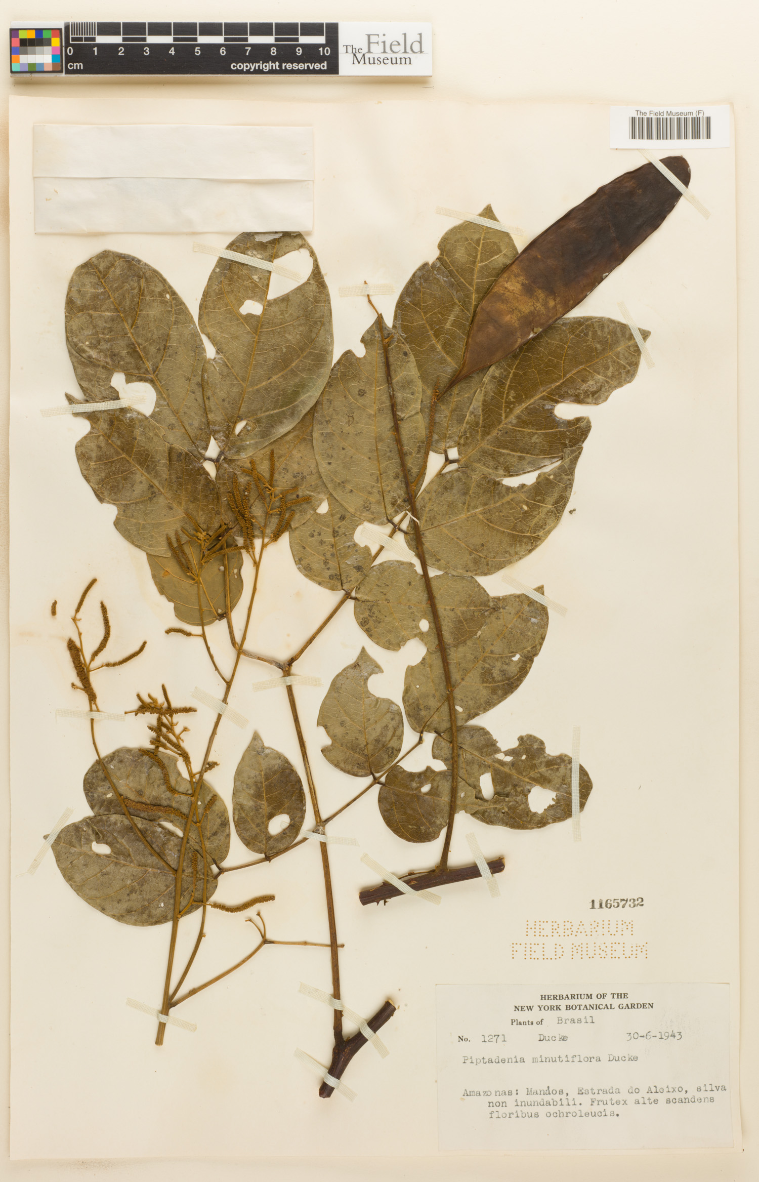 Piptadenia minutiflora image