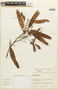 Piptadenia paniculata image