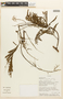 Piptadenia pteroclada image