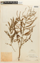 Piptadenia pteroclada image