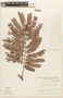 Piptadenia robusta image