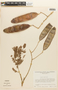 Piptadenia robusta image