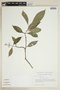 Coussarea grandifolia image