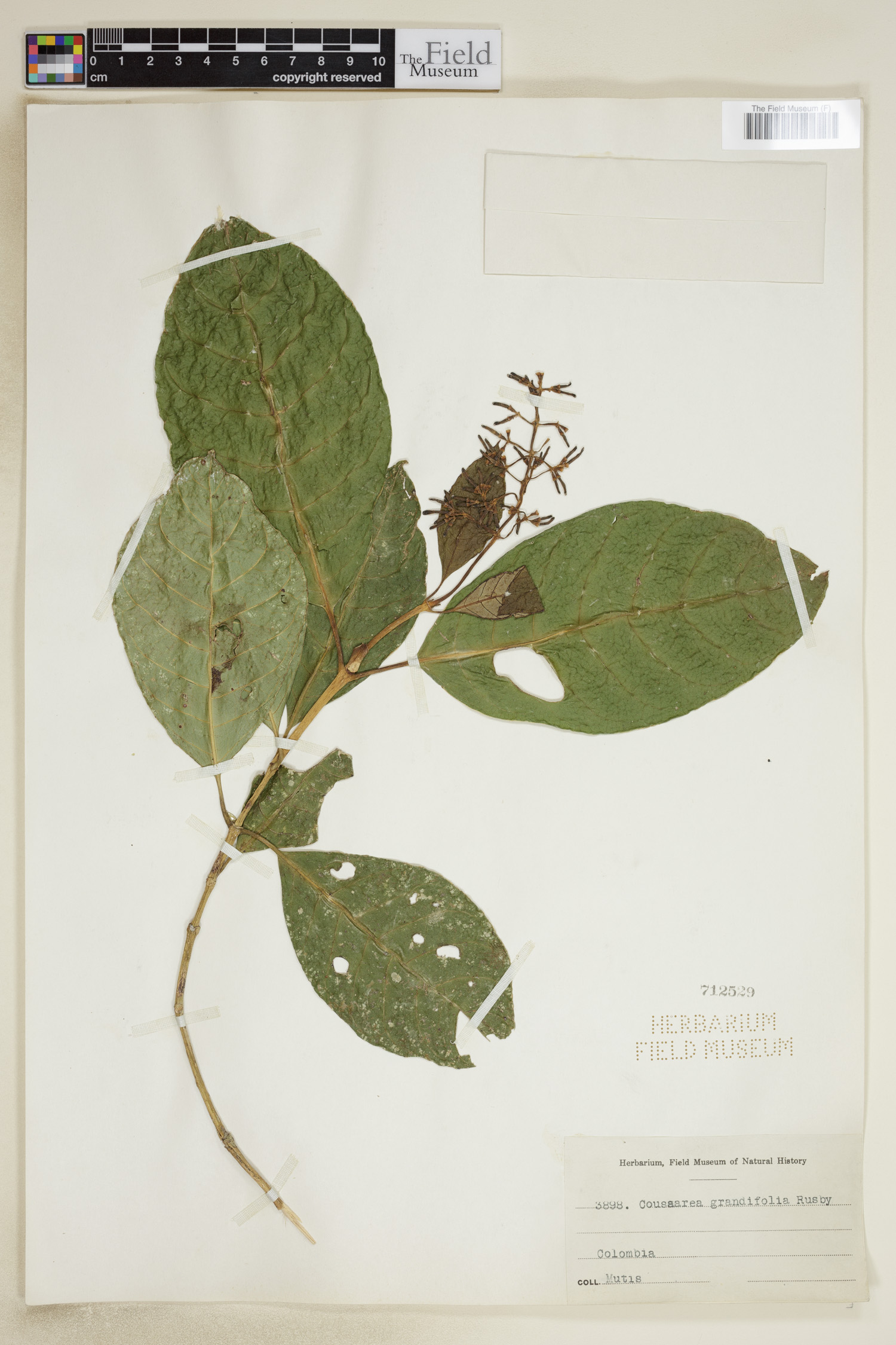 Coussarea grandifolia image