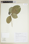 Coussarea hydrangeifolia image