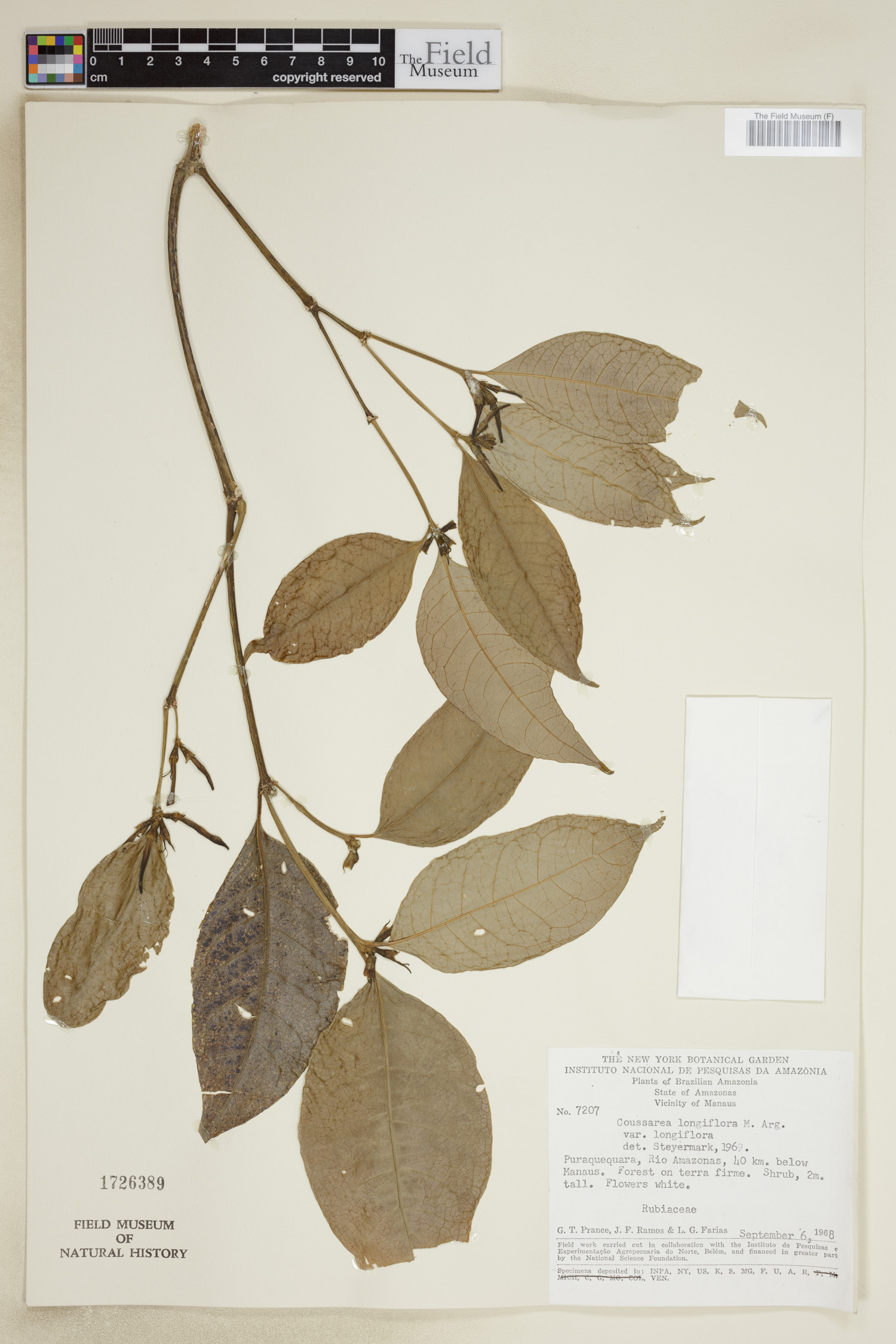 Coussarea longiflora var. longiflora image