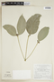 Coussarea longiflora image