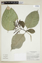 Coussarea macrophylla image