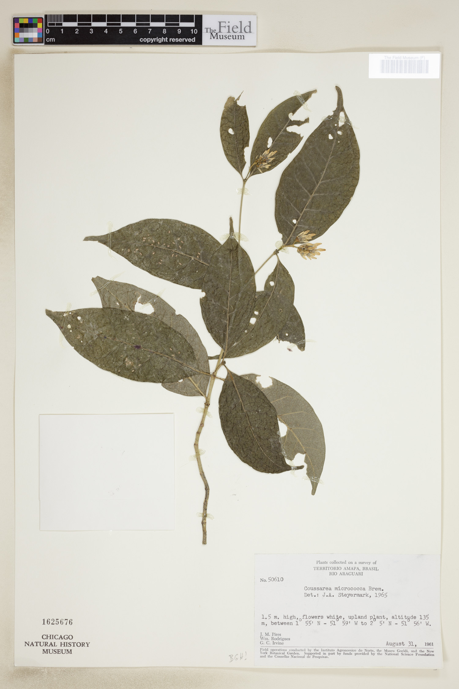 Coussarea micrococca image