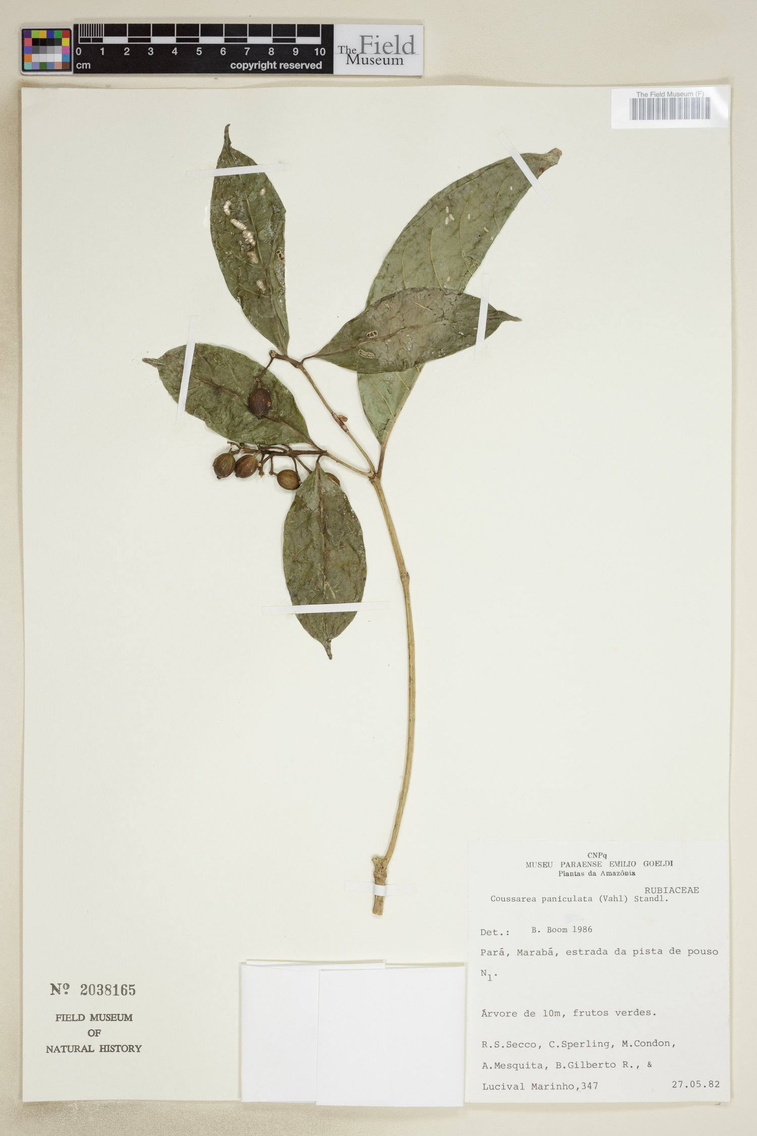 Coussarea paniculata image