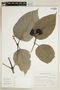Coussarea platyphylla image