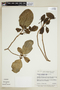 Coussarea cornifolia image