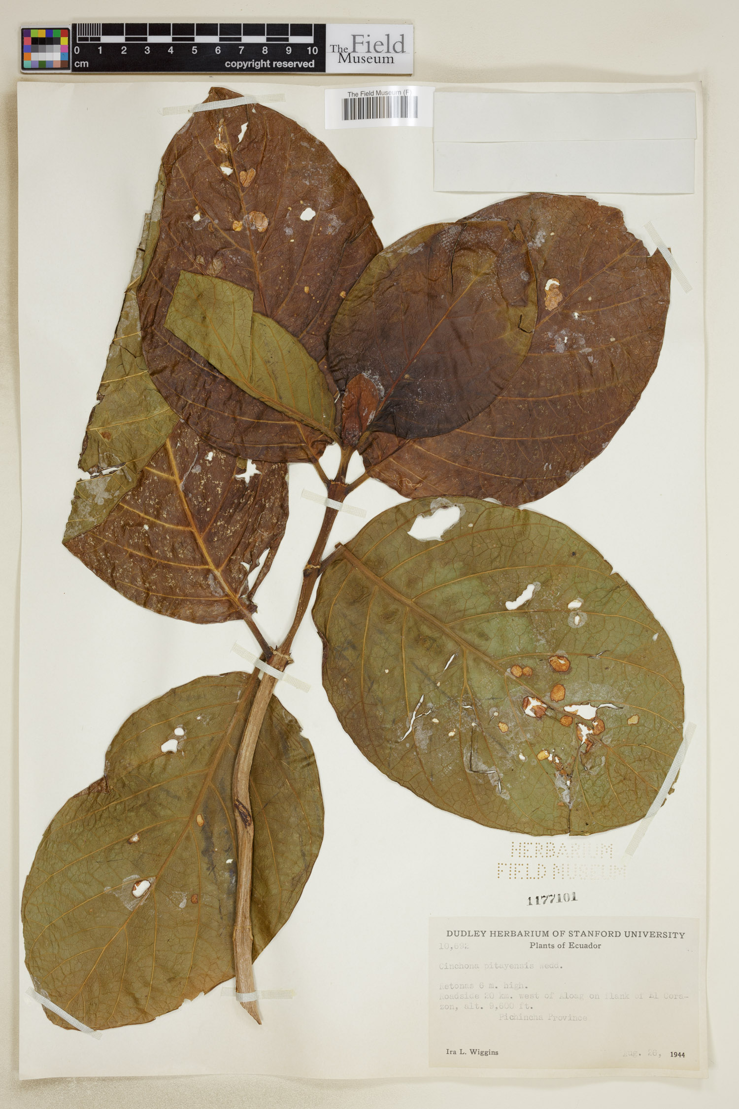Cinchona pitayensis image