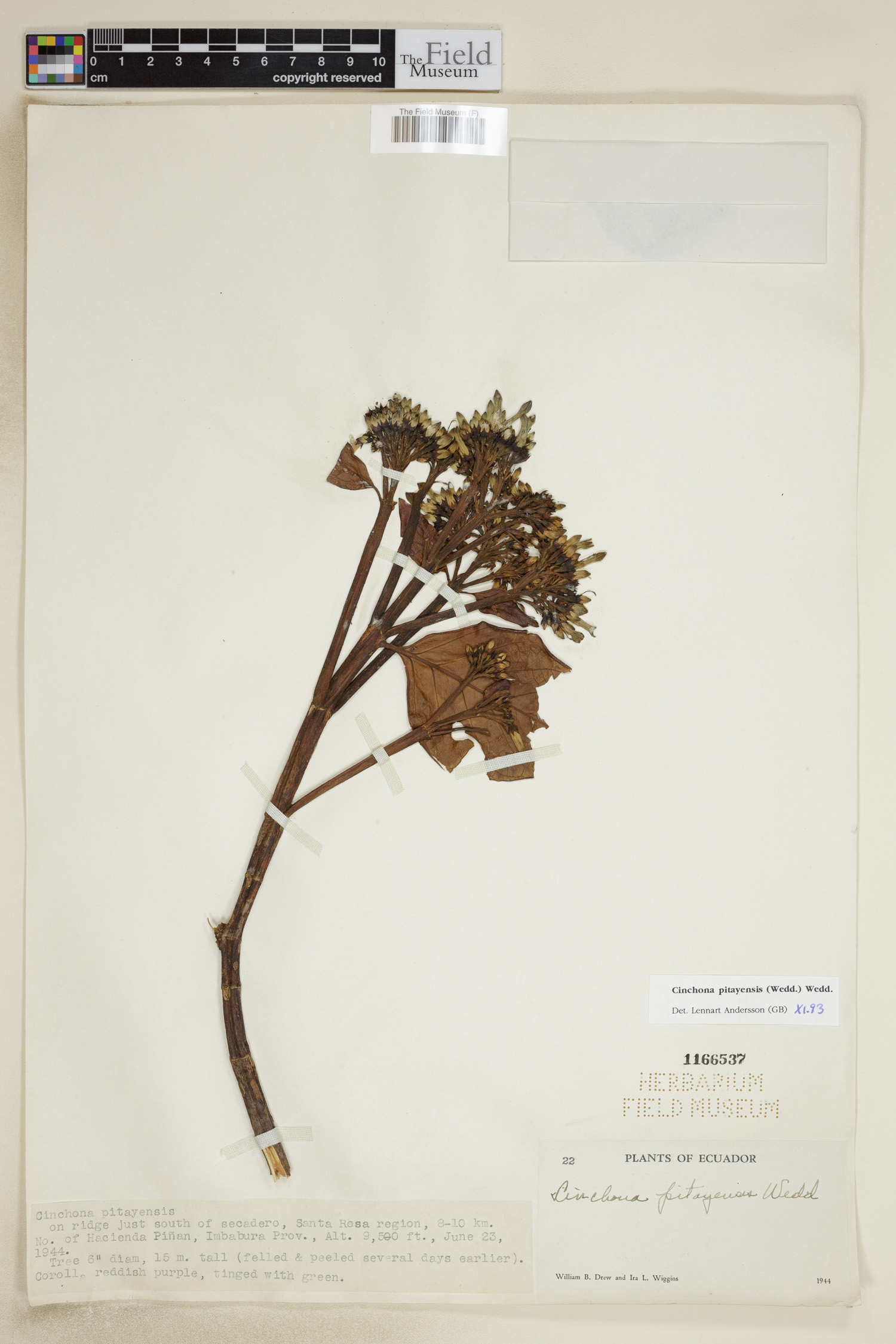 Cinchona pitayensis image