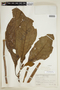 Cinchona pubescens image