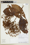 Cinchonopsis amazonica image