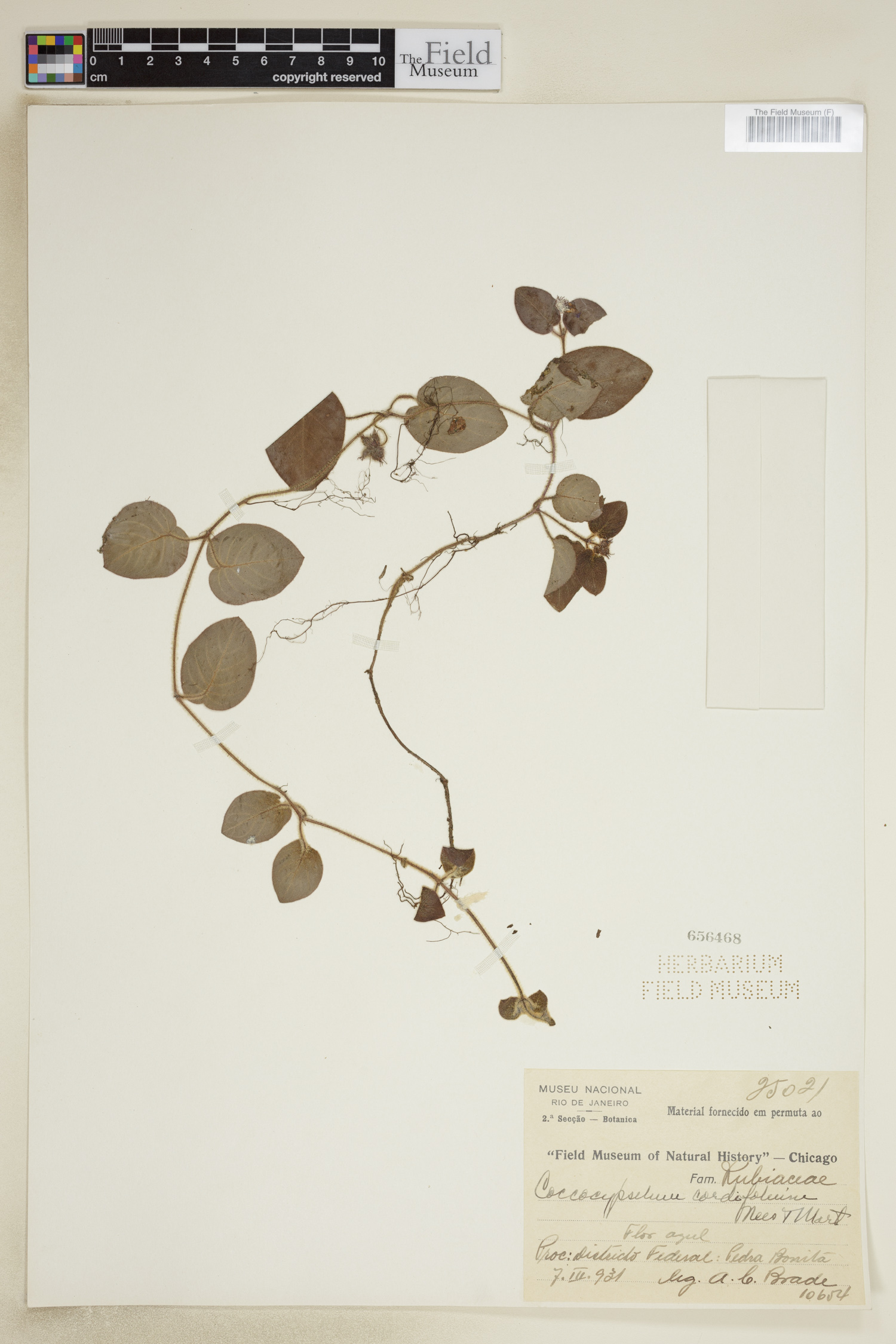 Coccocypselum cordifolium image